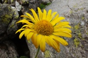 29 Doronicum grandiflorum